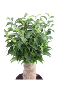 Ficus Benjamin Natasja v12 egarden.store online