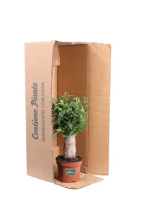 Ficus Benjamin Natasja