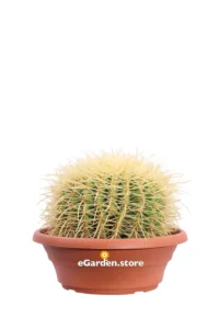 Grusone - Echinocactus Grusonii v24 egarden.store online