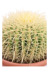Grusone - Echinocactus Grusonii v24 egarden.store online