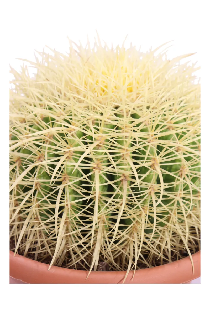 Grusone - Echinocactus Grusonii v24 egarden.store online