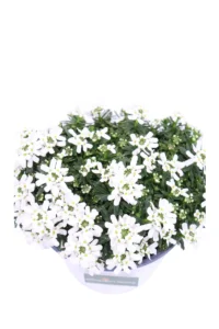 Iberide v14 egarden.store 2 Iberide v14 egarden.store online