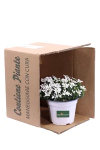 Iberide v14 egarden.store 3 Iberide v14 egarden.store online