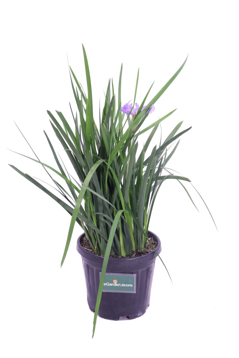Iris Unguicularis v18 egarden.store online