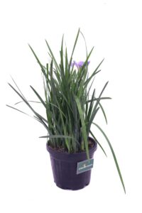 Iris Unguicularis v18 egarden.store online