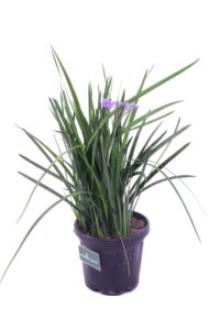 Iris Unguicularis v18 egarden.store online