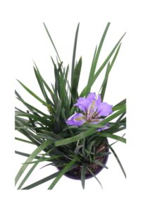 Iris Unguicularis v18 egarden.store online