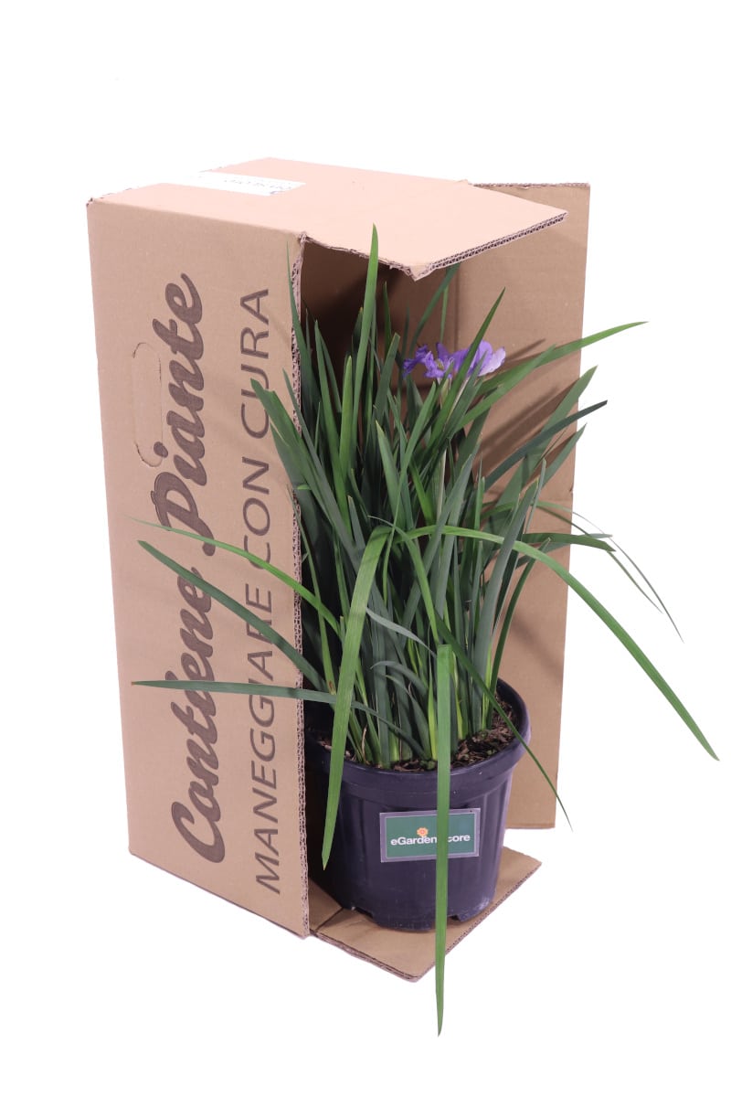 Iris Unguicularis v18 egarden.store online