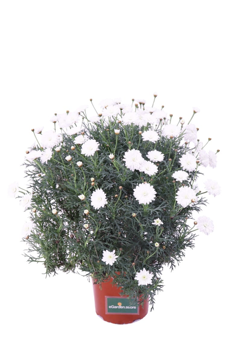 Leucanthemum v16 egarden.store online