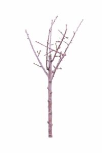 Mandorlo - Supernova v20 egarden.store online