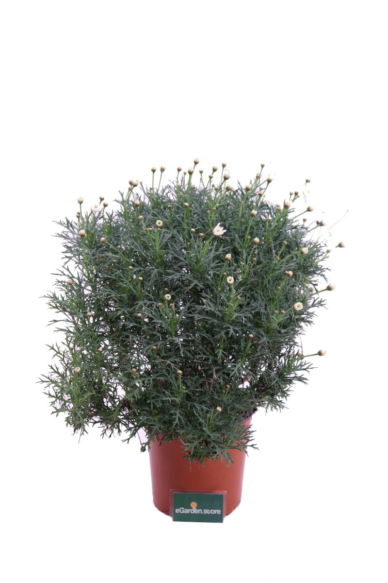 Margherita - Leucanthemum v16 egarden.store online
