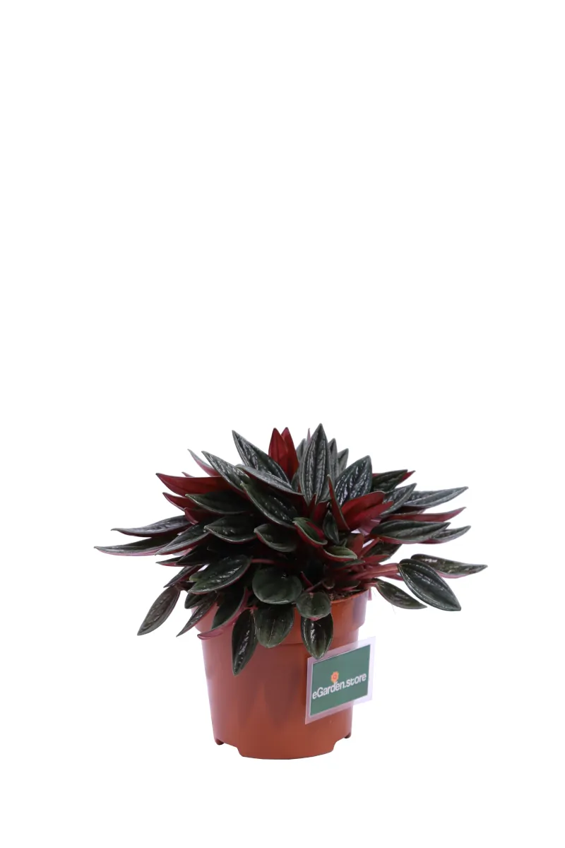 Peperomia Santorini v10 egarden.store online