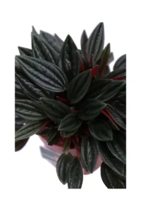 Peperomia Santorini v10 egarden.store online