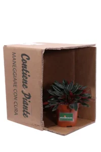 Peperomia Santorini v10 egarden.store online