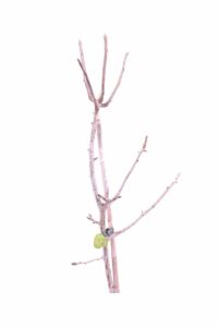 Pero - Falsarecchia v20 egarden.store online