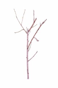 Pesco - Glowhaven v20 egarden.store 2 Pesco - Glowhaven v20 egarden.store online