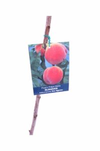 Pesco - Glowhaven v20 egarden.store 3 Pesco - Glowhaven v20 egarden.store online