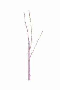 Pesco - Maria Bianca