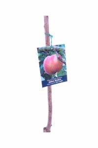 Pesco - Maria Bianca v20 egarden.store online