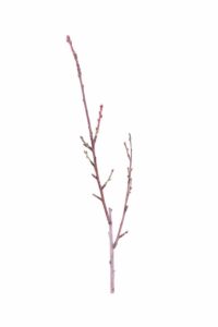 Pesco Noce - Venus v20 egarden.store online