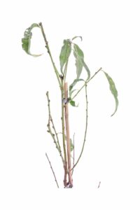 Pesco - Tabacchiera Precoce v20 egarden.store online