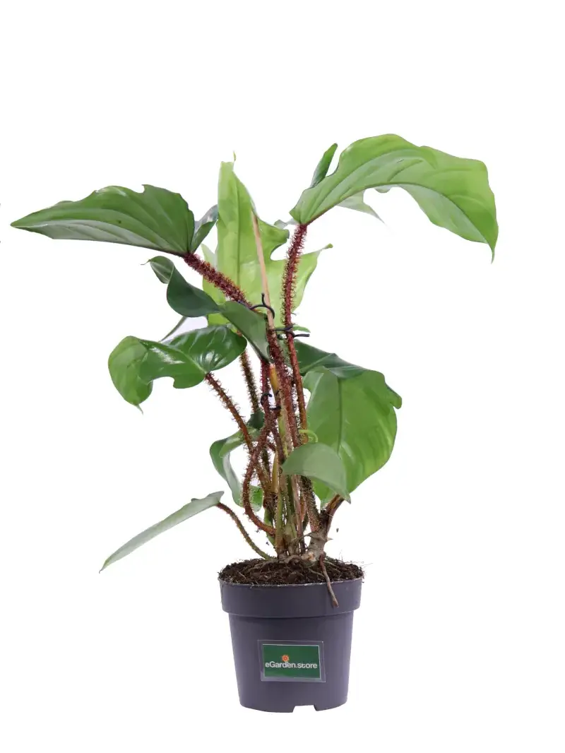 Philodendron Squamiferum v14 egarden.store online