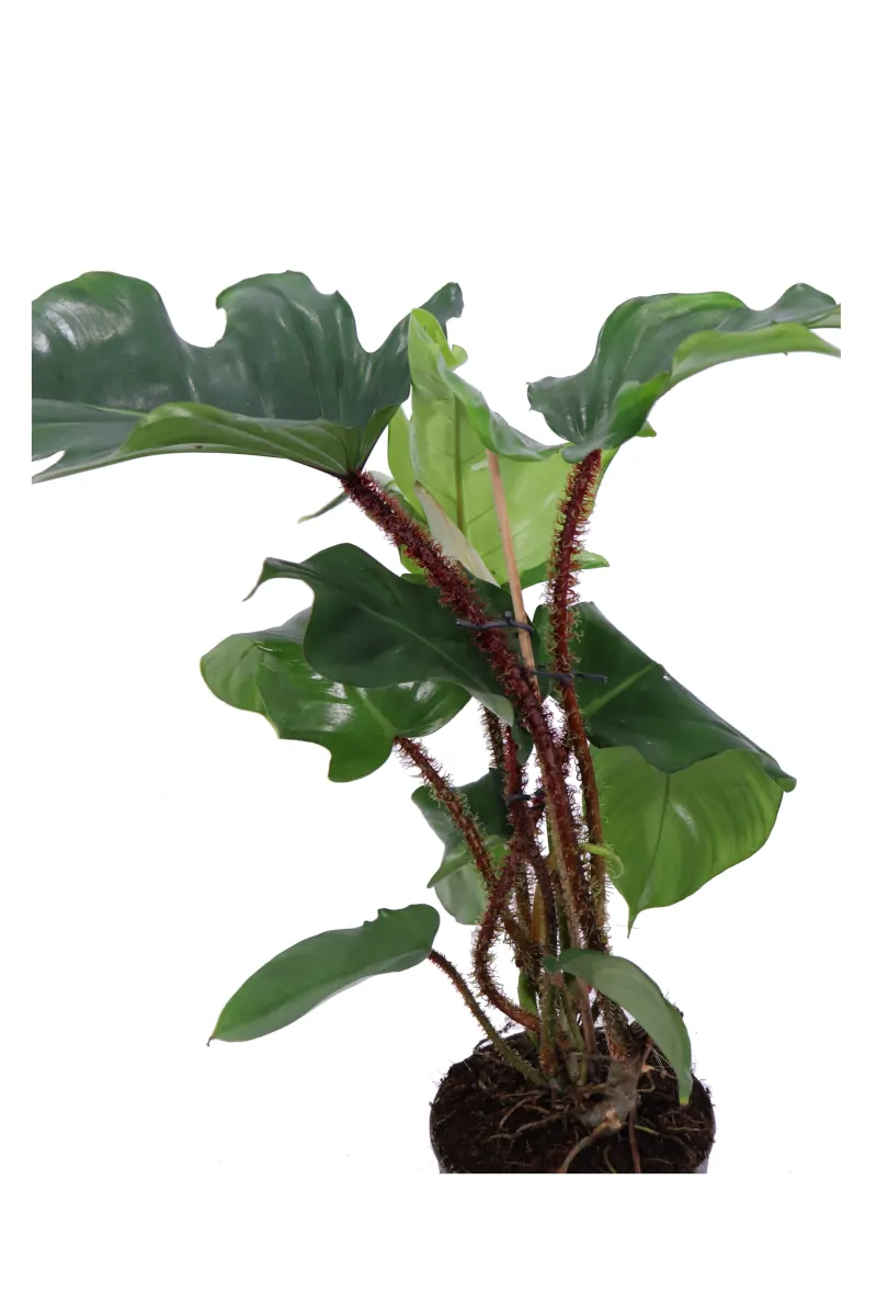 Philodendron Squamiferum v14 egarden.store online