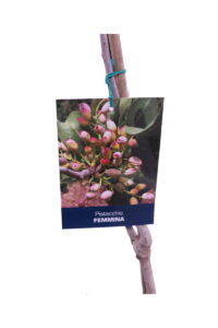 Pistacchio Femmina - Aegina