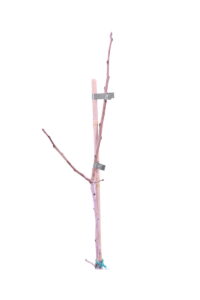 Pistacchio Maschio fito egarden.store 2 Pistacchio Maschio fito egarden.store online