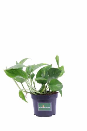 Pothos - Scindapsus Aureus v12 egarden.store online