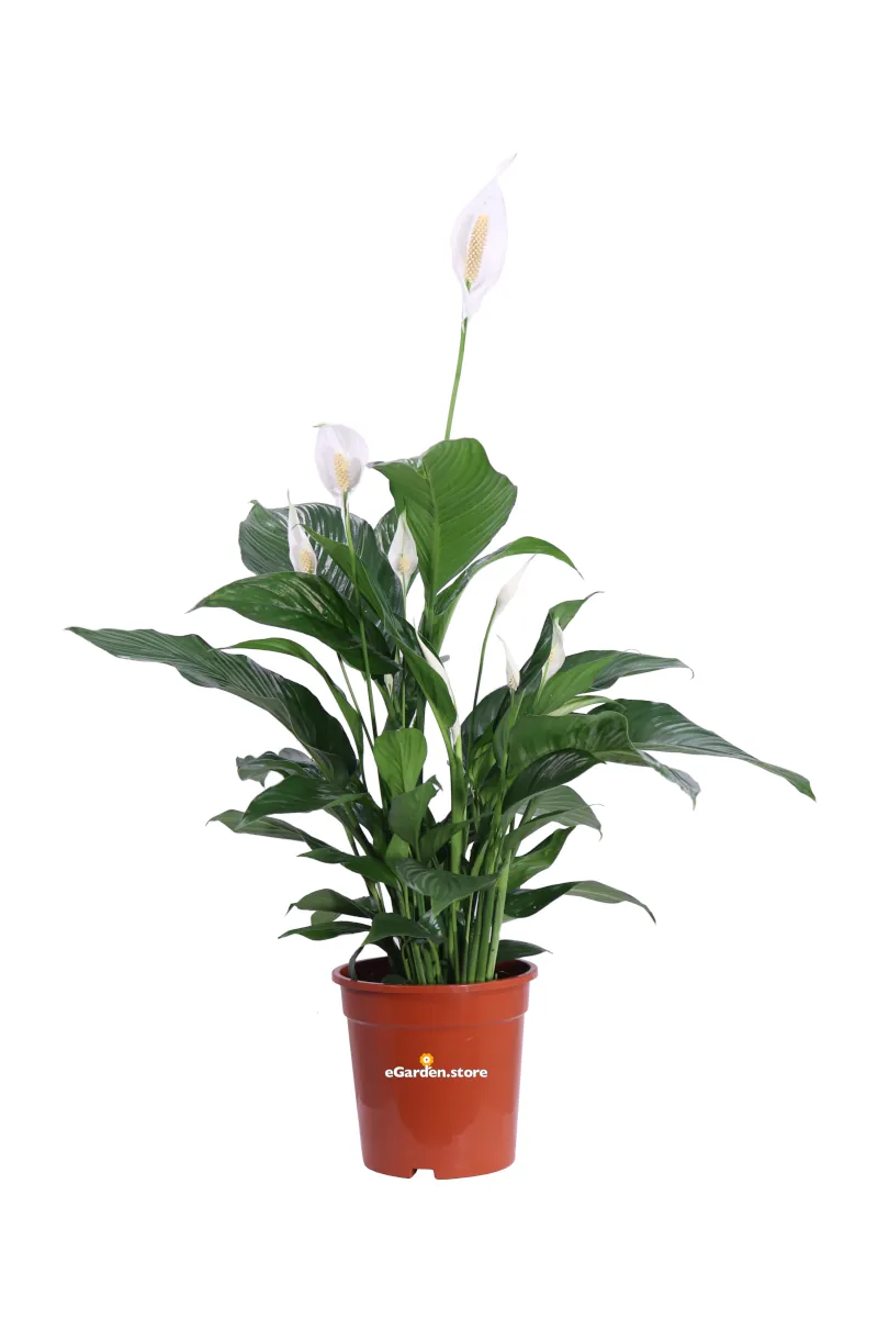 Spatifillo - Spathiphyllum v19 egarden.store online