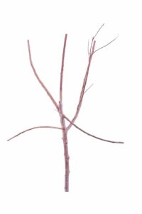 Susina - Biricoccolo v20 egarden.store online