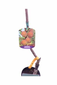 Susino - Biricoccolo