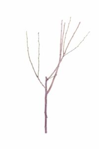 Susina - Casalinga v20 egarden.store online