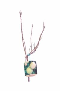 Susina - Coscia di Monaca v20 egarden.store online