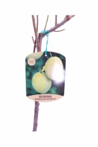 Susino - Coscia Di Monaca Gialla