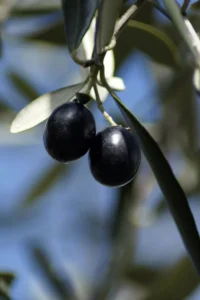 Ulivo - Mela v20 egarden.store online