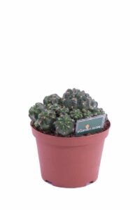 matucana polzii v.14 egarden.store online