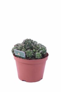 matucana polzii v.14 egarden.store online
