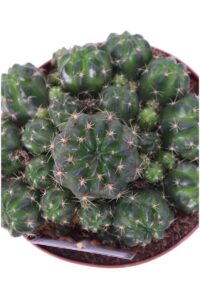 matucana polzii v.14 egarden.store online
