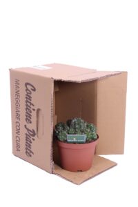 matucana polzii v.14 egarden.store online