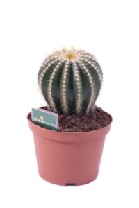 parodia warasii v.14 egarden.store online