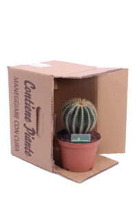 parodia warasii v.14 egarden.store online