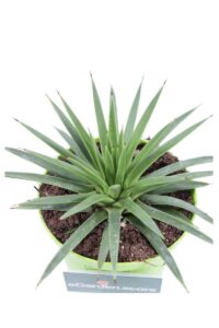 Agave Stricta Nana v8 egarden.store online