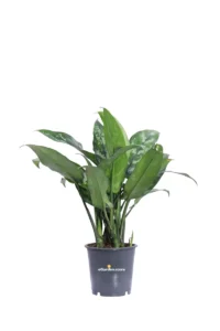 Aglaonema Maria v12 egarden.store 1 Aglaonema Maria v12 egarden.store online