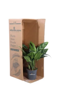 Aglaonema Maria v12 egarden.store 3 Aglaonema Maria v12 egarden.store online