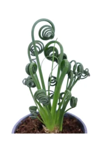 Albuca Spiralis v14 egarden.store online