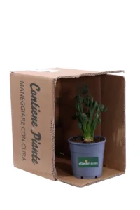 Albuca Spiralis v14 egarden.store online