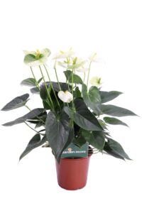 Anthurium Giallo v21 egarden.store online