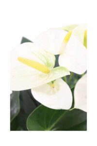 Anthurium Giallo v21 egarden.store online